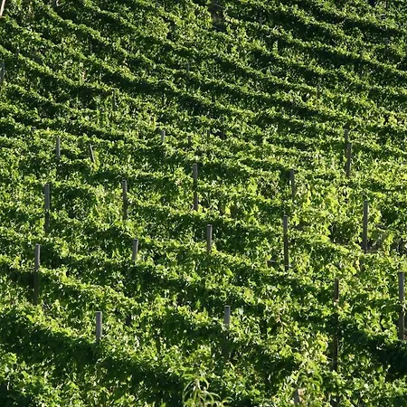 With A Spectacular View, 10 Km Away From Canelli Loazzolo